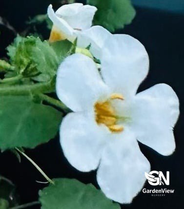 Bacopa Megacopa Assorted - Shrubs & Trees - Garden View Nursery
