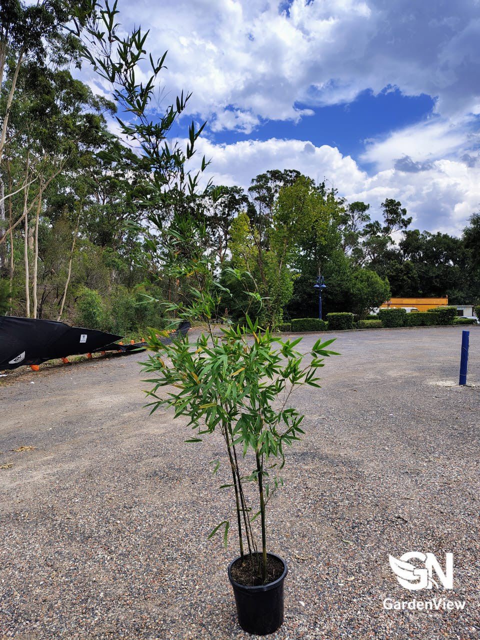 Bamboo Textilis Gracilis - Palms & Tropical - Garden View Nursery