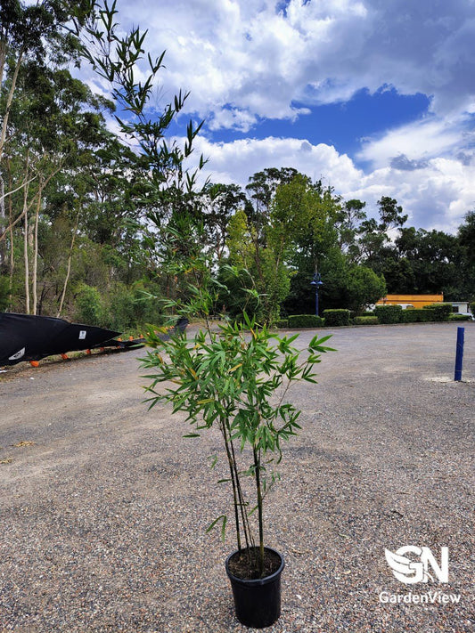 Bamboo Textilis Gracilis - Palms & Tropical - Garden View Nursery