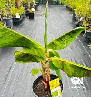 Banana Musa Acuminata William Cavendish - Fruit Trees - Garden View Nursery