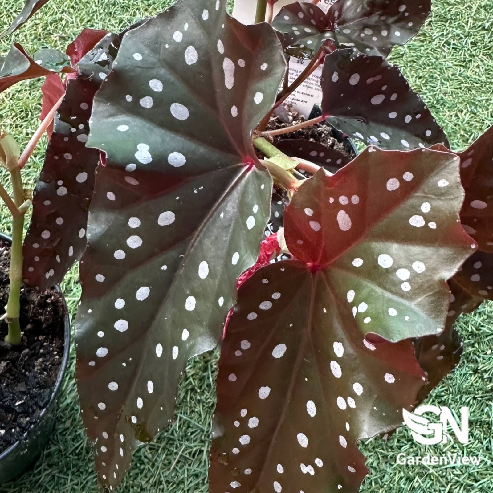 Begonia Black Forest - Indoor Plants - Garden View Nursery