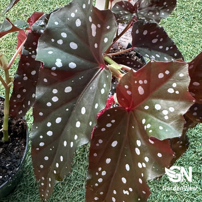 Begonia Black Forest - Indoor Plants - Garden View Nursery