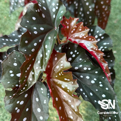Begonia Black Forest - Indoor Plants - Garden View Nursery