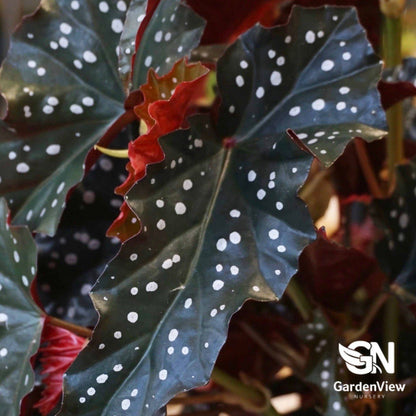 Begonia Black Forest - Indoor Plants - Garden View Nursery