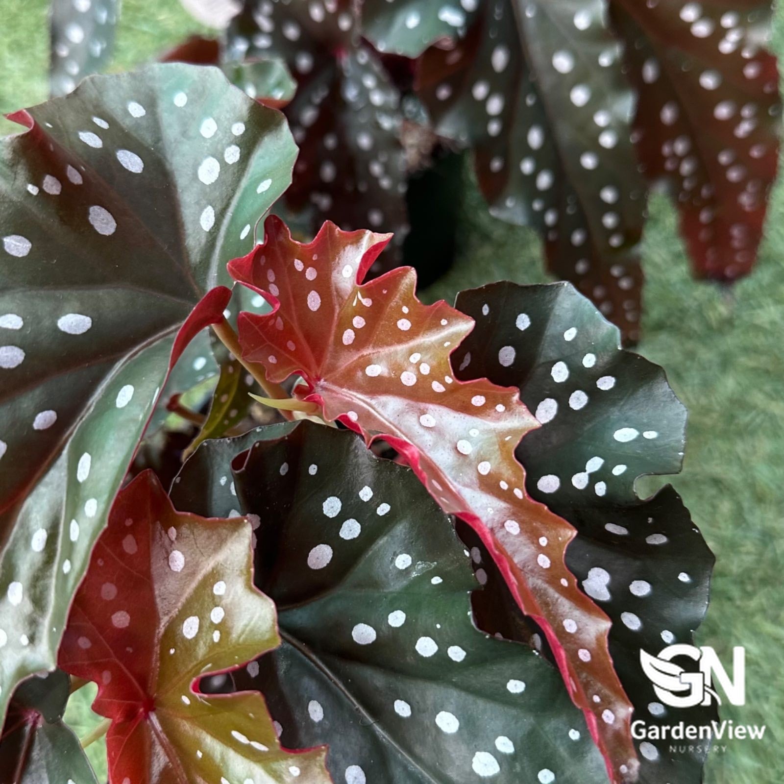 Begonia Black Forest - Indoor Plants - Garden View Nursery