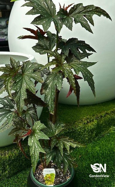 Begonia Cane - Indoor Plants - Garden View Nursery
