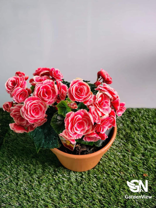 Begonia Elatior Assorted - Indoor Plants - Garden View Nursery