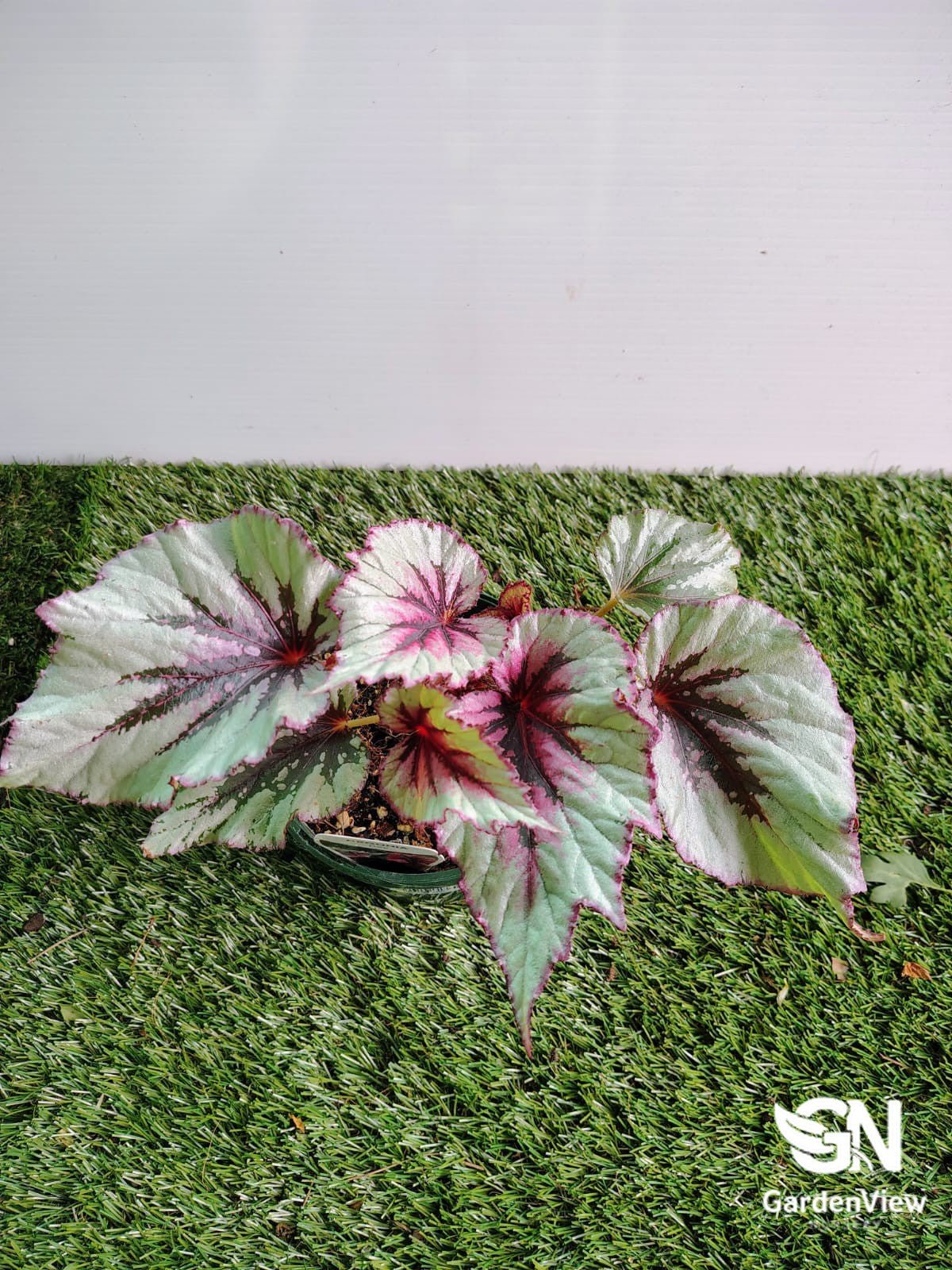 Begonia Rex - Indoor Plants - Garden View Nursery