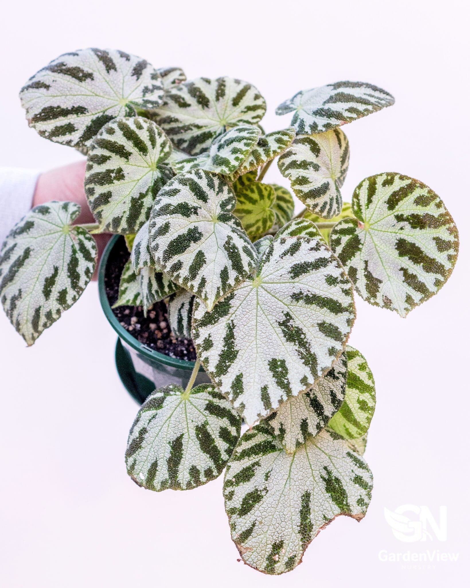 Begonia Silver Jewels - Indoor Plants - Garden View Nursery