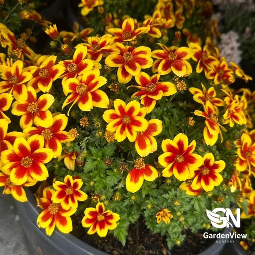 Bidens Ferulifolia - Shrubs & Trees - Garden View Nursery