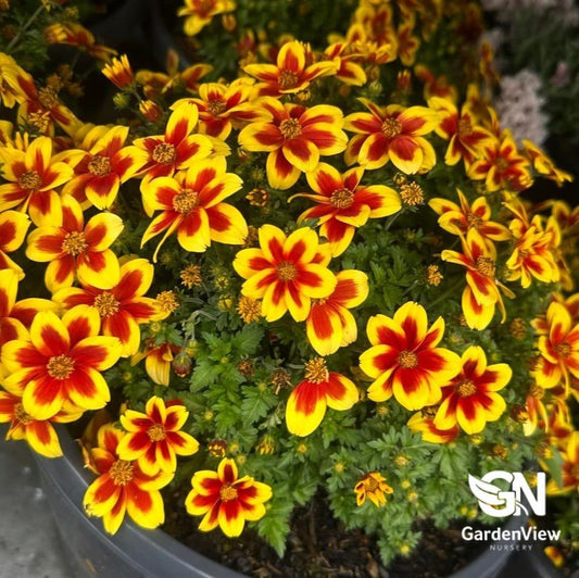 Bidens Ferulifolia - Shrubs & Trees - Garden View Nursery