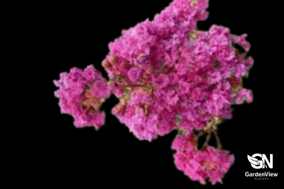Biloxi Crepe Myrtle - Trees - Garden View Nursery