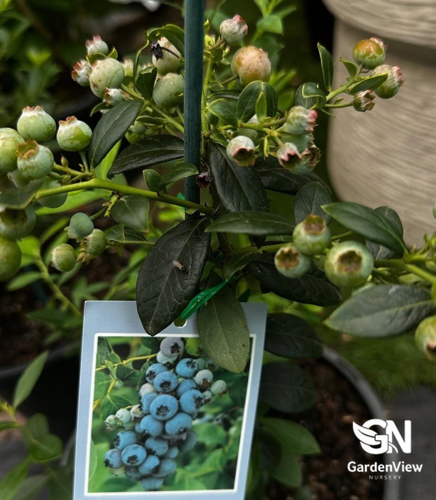 Blueberry (Vaccinium Corymbosum) - Fruit Trees - Garden View Nursery