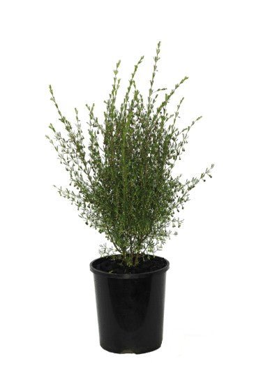 Boronia Megastigma Heaven Scent - Shrubs & Trees - Garden View Nursery