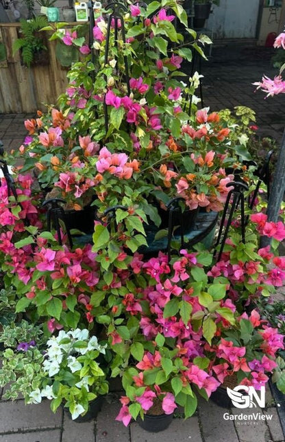 Bougainvillea Assorted - Climbers & Ground Covers - Garden View Nursery