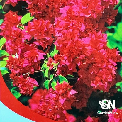 Bougainvillea Assorted - Climbers & Ground Covers - Garden View Nursery