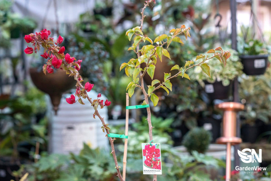 Bougainvillea Gloucester Royal - Climbers & Ground Covers - Garden View Nursery