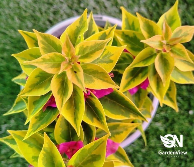 Bougainvillea Pixie Queen - Climbers & Ground Covers - Garden View Nursery