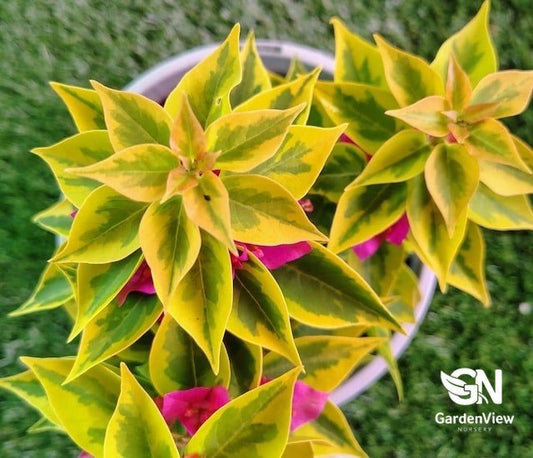 Bougainvillea Pixie Queen - Climbers & Ground Covers - Garden View Nursery