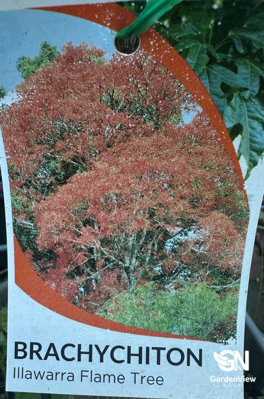 Brachychiton Acerifolius - Shrubs & Trees - Garden View Nursery