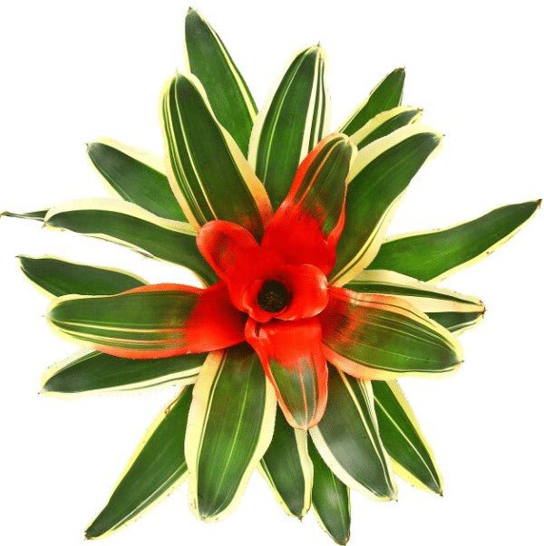 Bromeliad Neoregelia Assorted - Palms & Tropical - Garden View Nursery