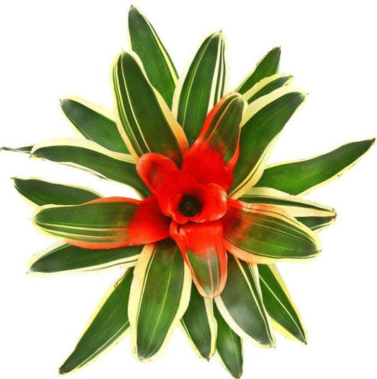 Bromeliad Neoregelia Assorted - Palms & Tropical - Garden View Nursery