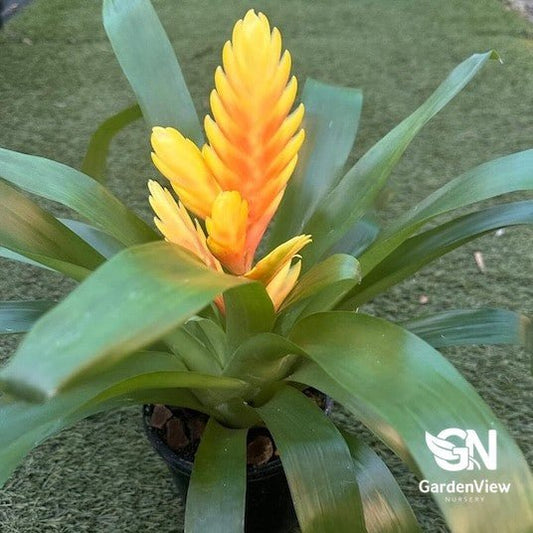 Bromeliad Vriesia Assorted - Indoor Plants - Garden View Nursery