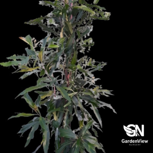 Buckinghamia Celsissima - Native Shrubs & Trees - Garden View Nursery