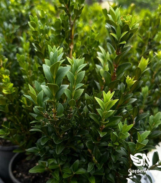 Buxus Microphylla Faulkner - Hedges & Screening - Garden View Nursery