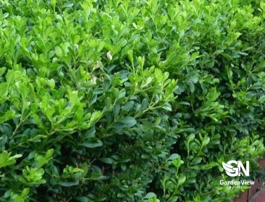 Buxus Microphylla Japanese 1M Height - Hedges & Screening - Garden View Nursery