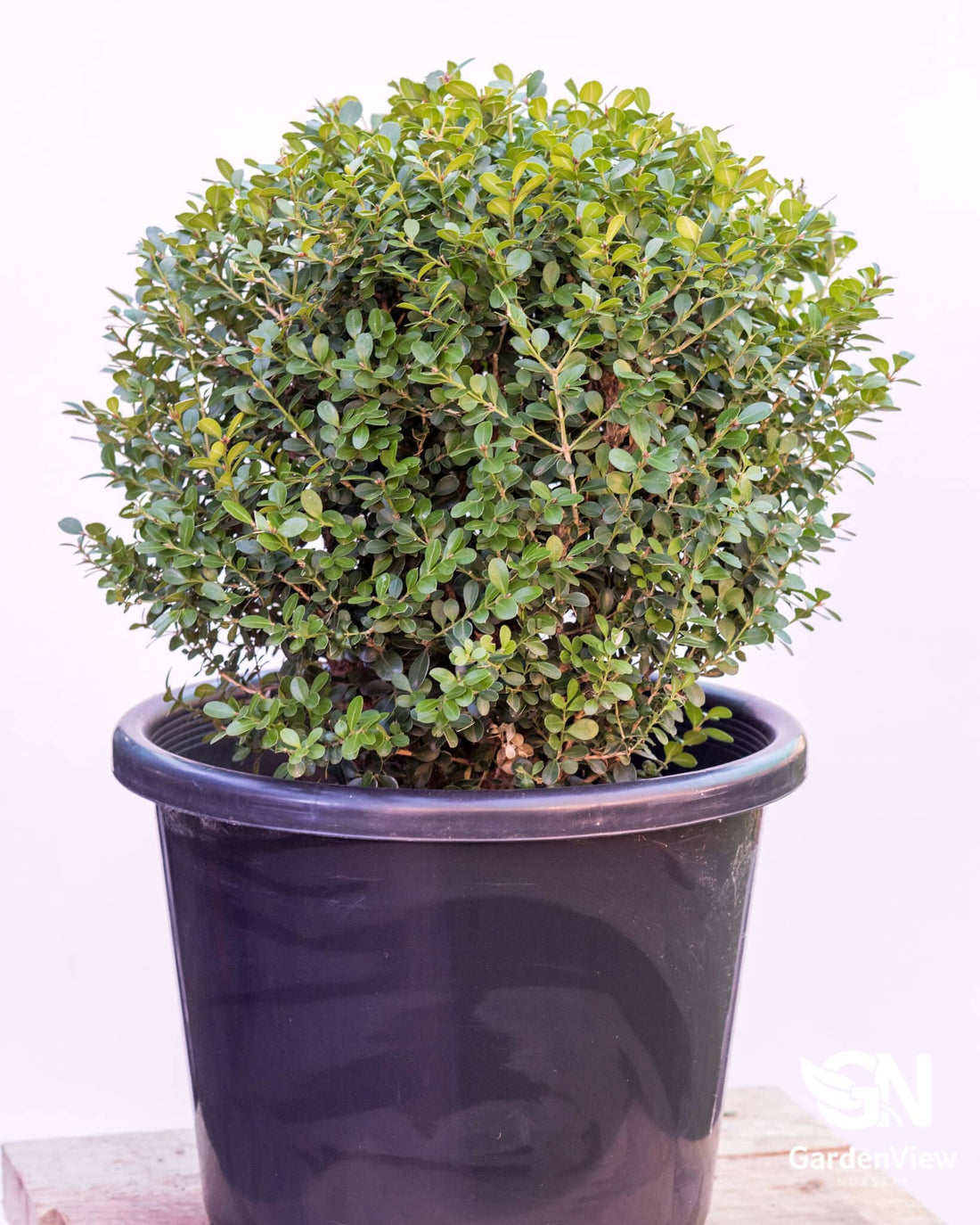 Buxus Microphylla Japanese Ball - Hedges & Screening - Garden View Nursery