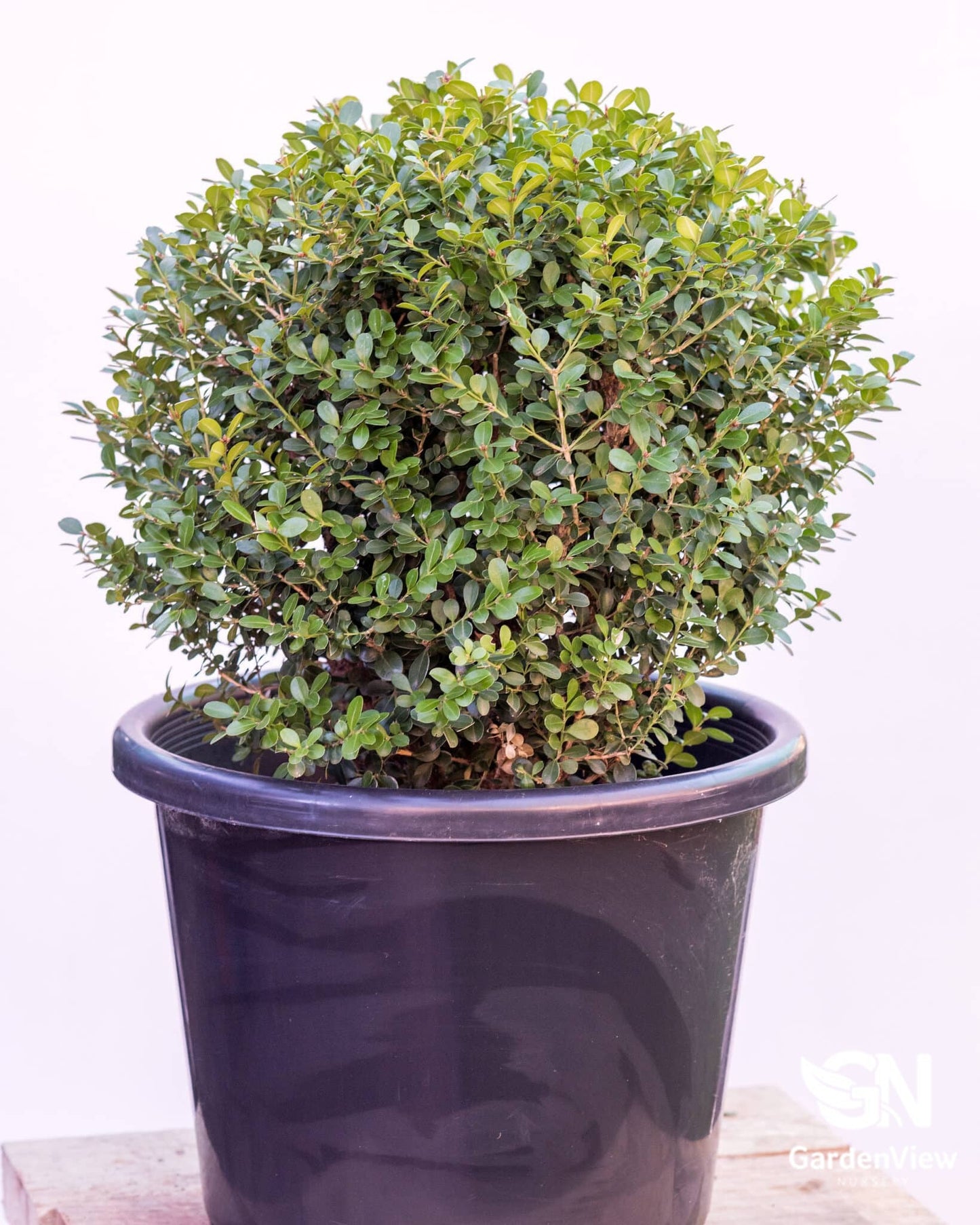 Buxus Microphylla Japanese Ball - Hedges & Screening - Garden View Nursery