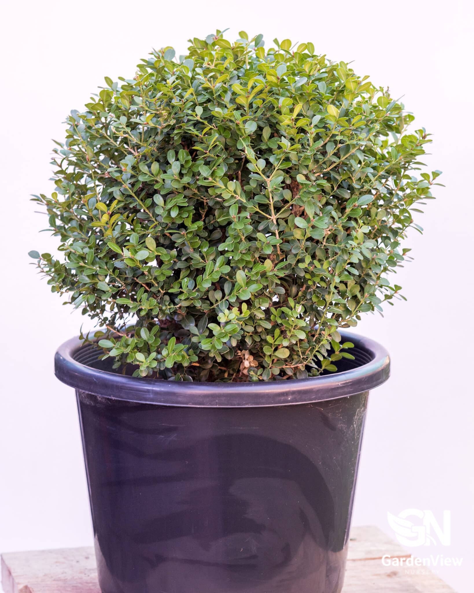 Buxus Microphylla Japanese Ball - Hedges & Screening - Garden View Nursery