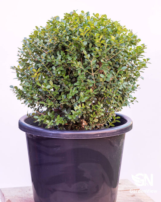 Buxus Microphylla Japanese Ball - Hedges & Screening - Garden View Nursery