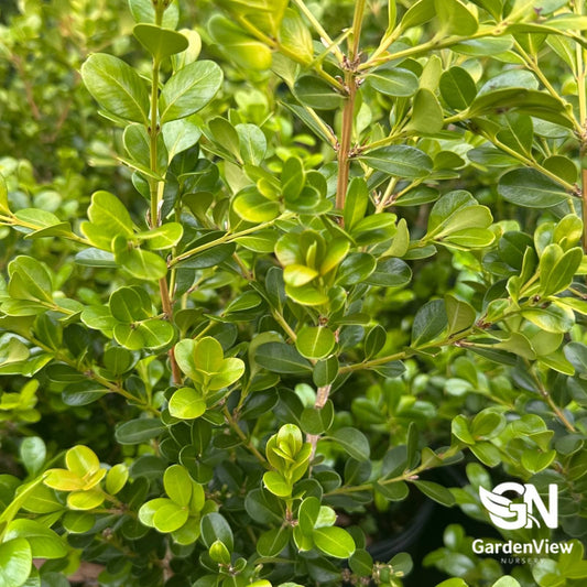 Buxus Microphylla 'Japanese' - Hedges & Screening - Garden View Nursery