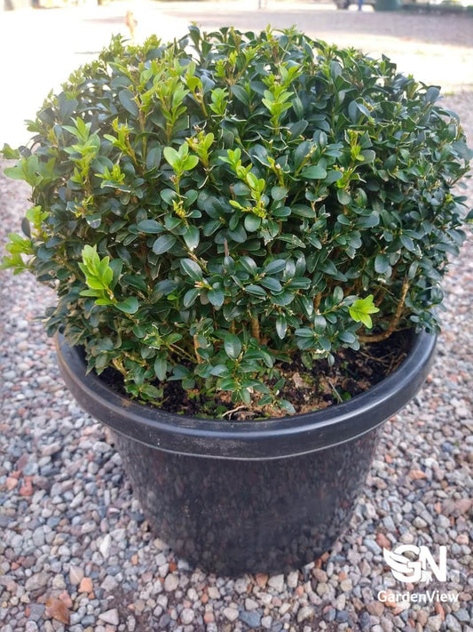 Buxus Microphylla Korean Ball - Hedges & Screening - Garden View Nursery