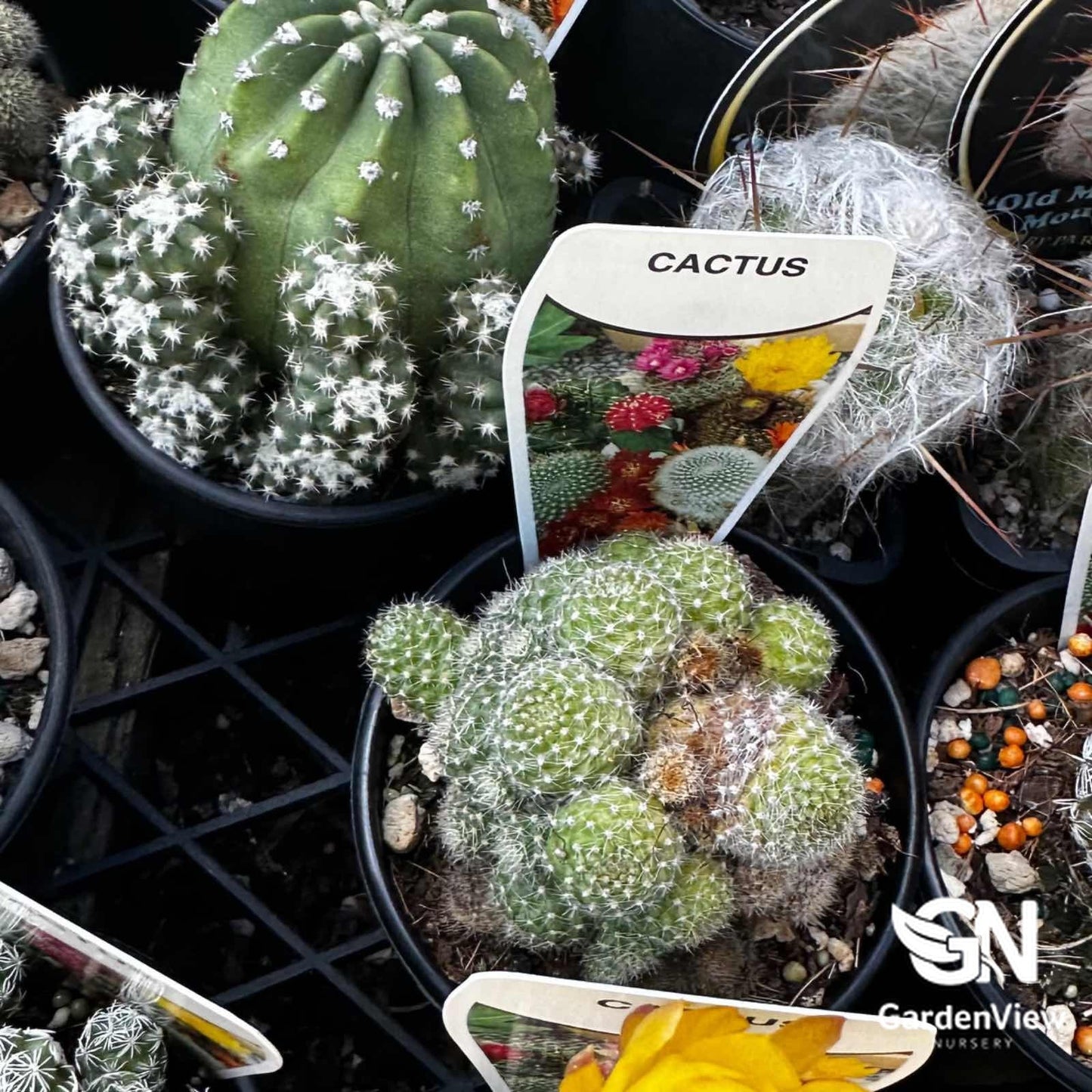 Cactus Assorted - Cactus & Succulents - Garden View Nursery