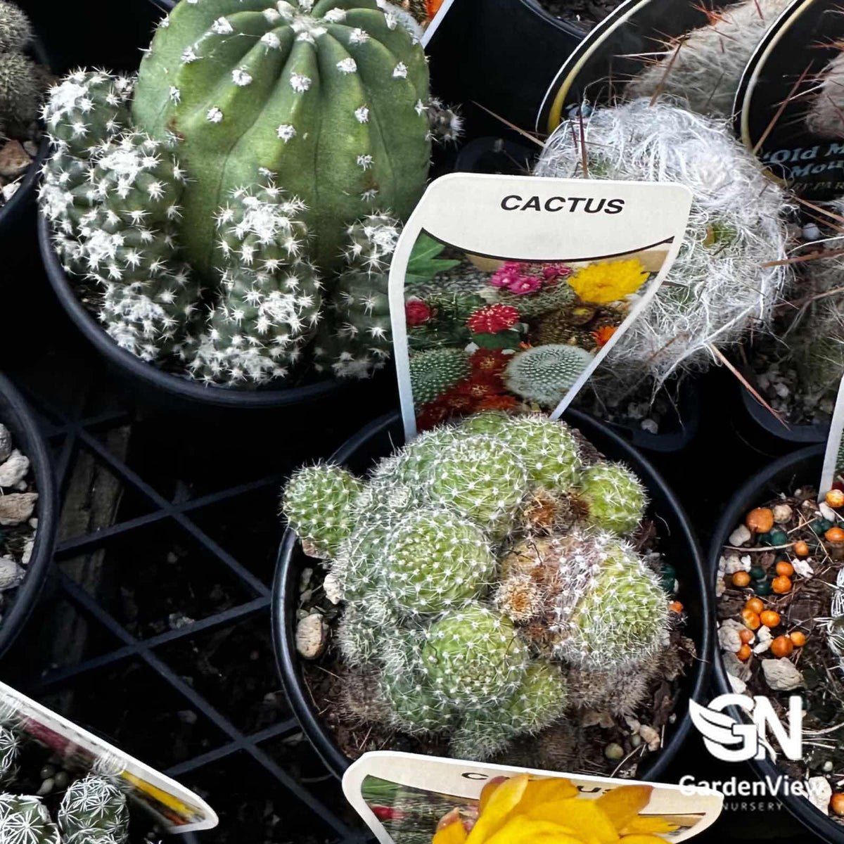 Cactus Assorted - Cactus & Succulents - Garden View Nursery