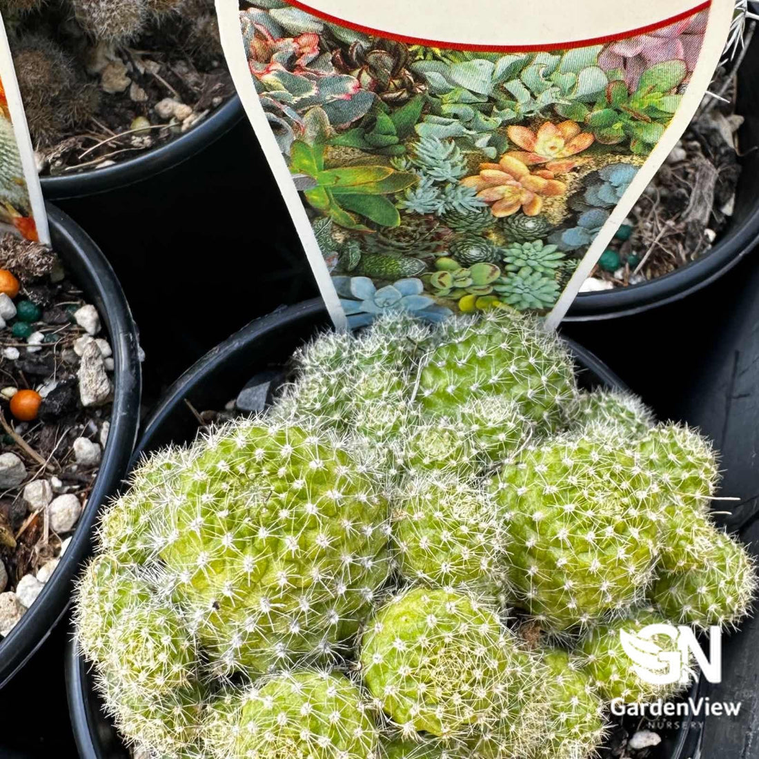 Cactus Assorted - Cactus & Succulents - Garden View Nursery