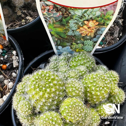Cactus Assorted - Cactus & Succulents - Garden View Nursery