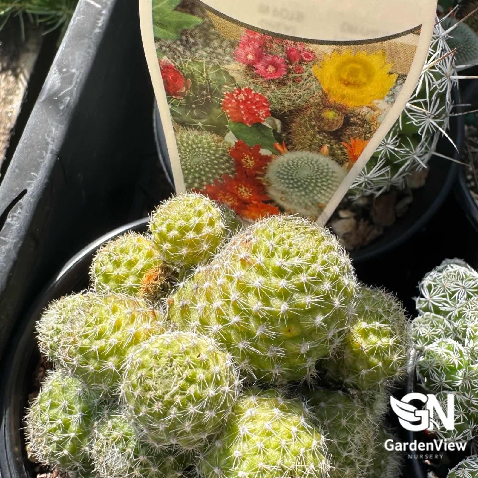 Cactus Assorted - Cactus & Succulents - Garden View Nursery