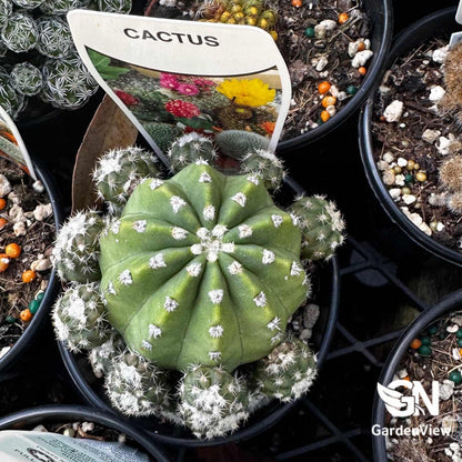 Cactus Assorted - Cactus & Succulents - Garden View Nursery