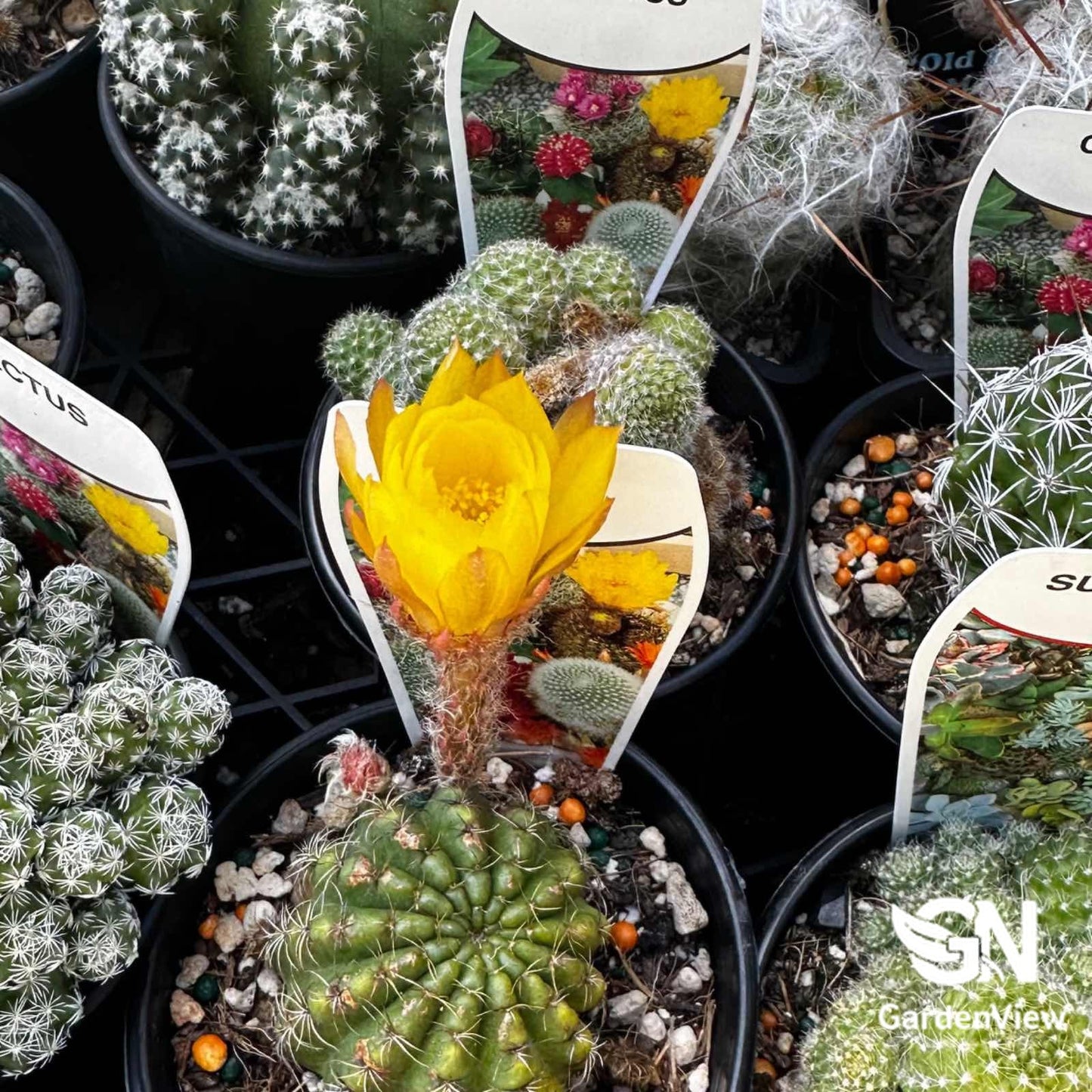 Cactus Assorted - Cactus & Succulents - Garden View Nursery