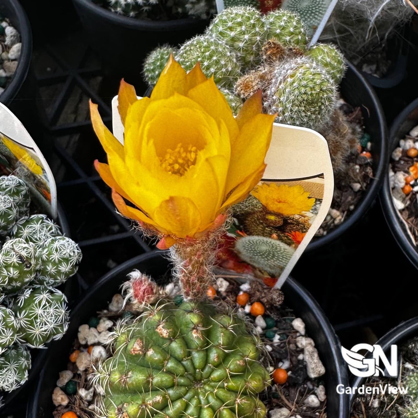 Cactus Assorted - Cactus & Succulents - Garden View Nursery