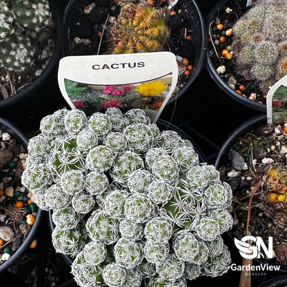 Cactus Assorted - Cactus & Succulents - Garden View Nursery