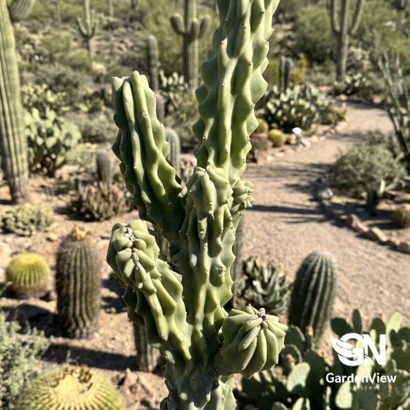 Cactus Blue Myrtle - Cactus & Succulents - Garden View Nursery