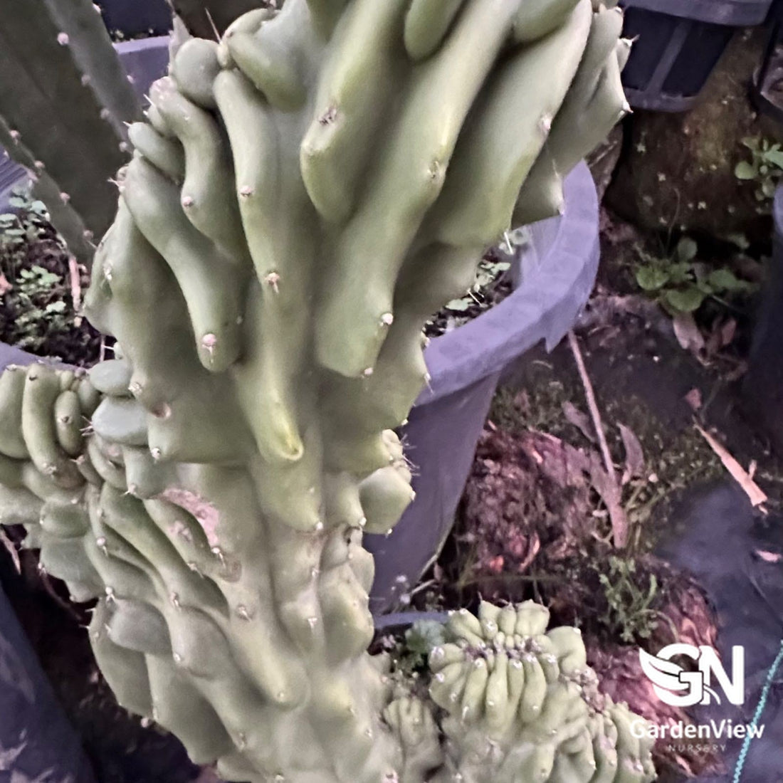 Cactus Crested Cereus Peruvianus - Cactus & Succulents - Garden View Nursery