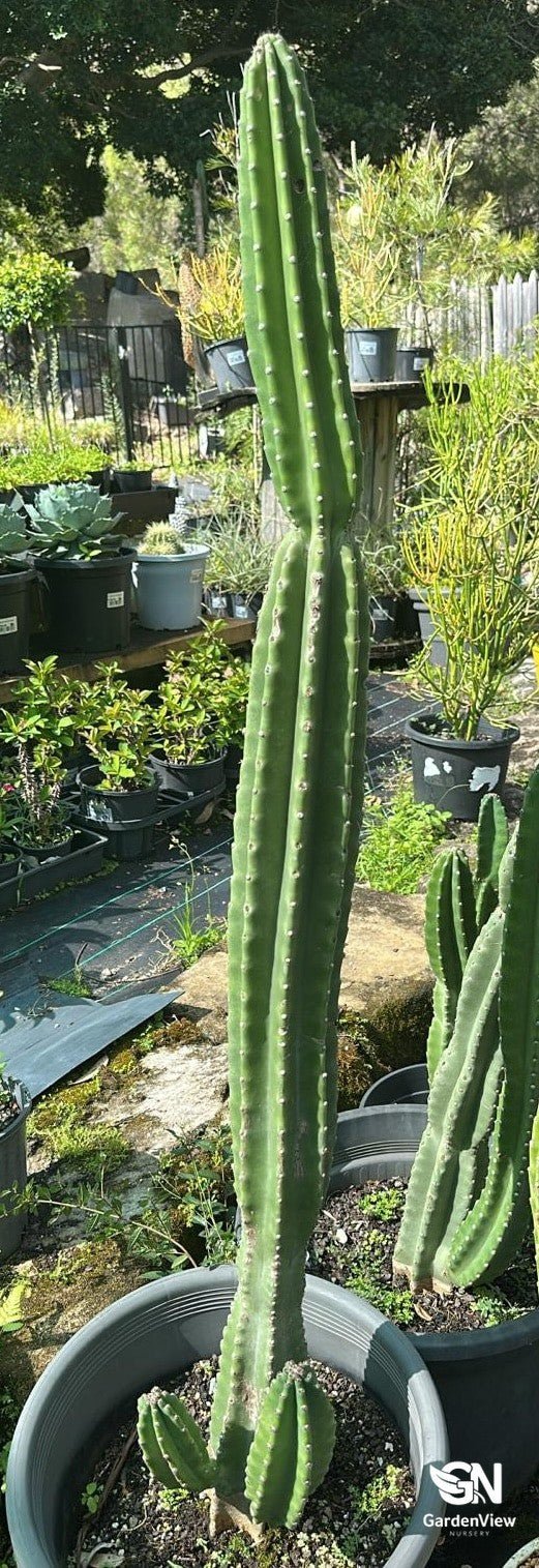 Cactus Peruvian Apple - Cactus & Succulents - Garden View Nursery
