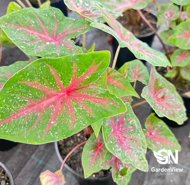 Caladium Assorted - Indoor Plants - Garden View Nursery