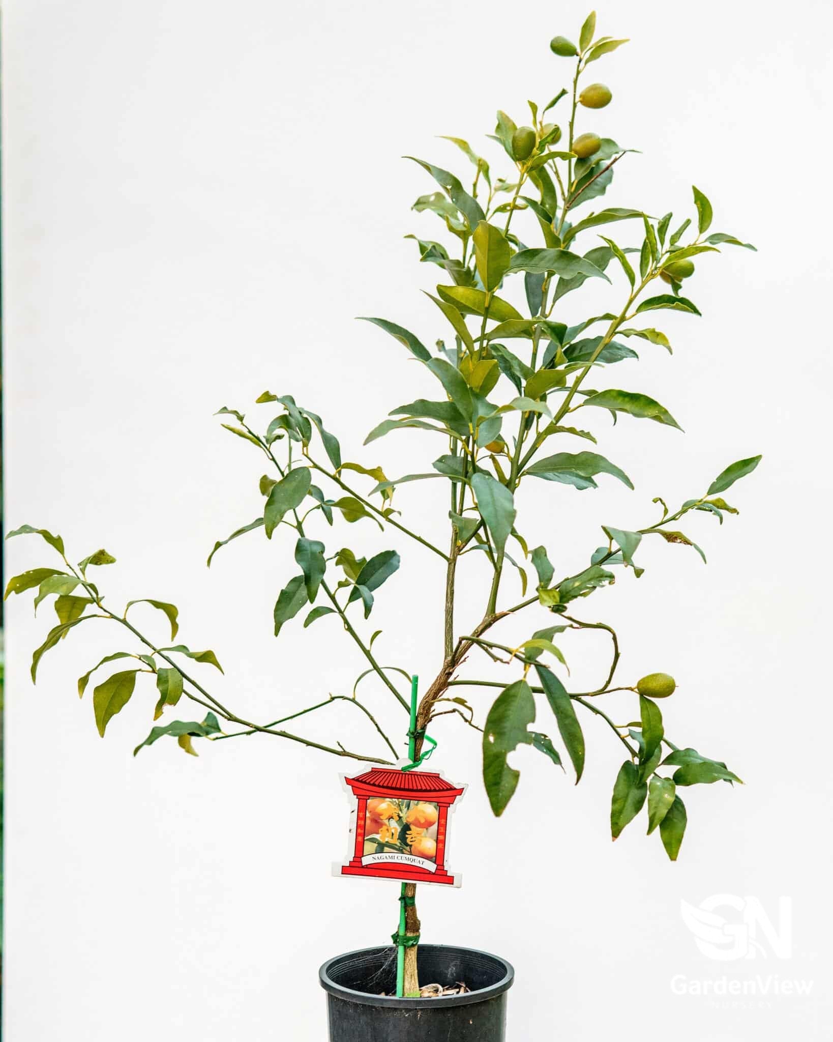 Calamondin Cumquat Nagami - Fruit Trees - Garden View Nursery